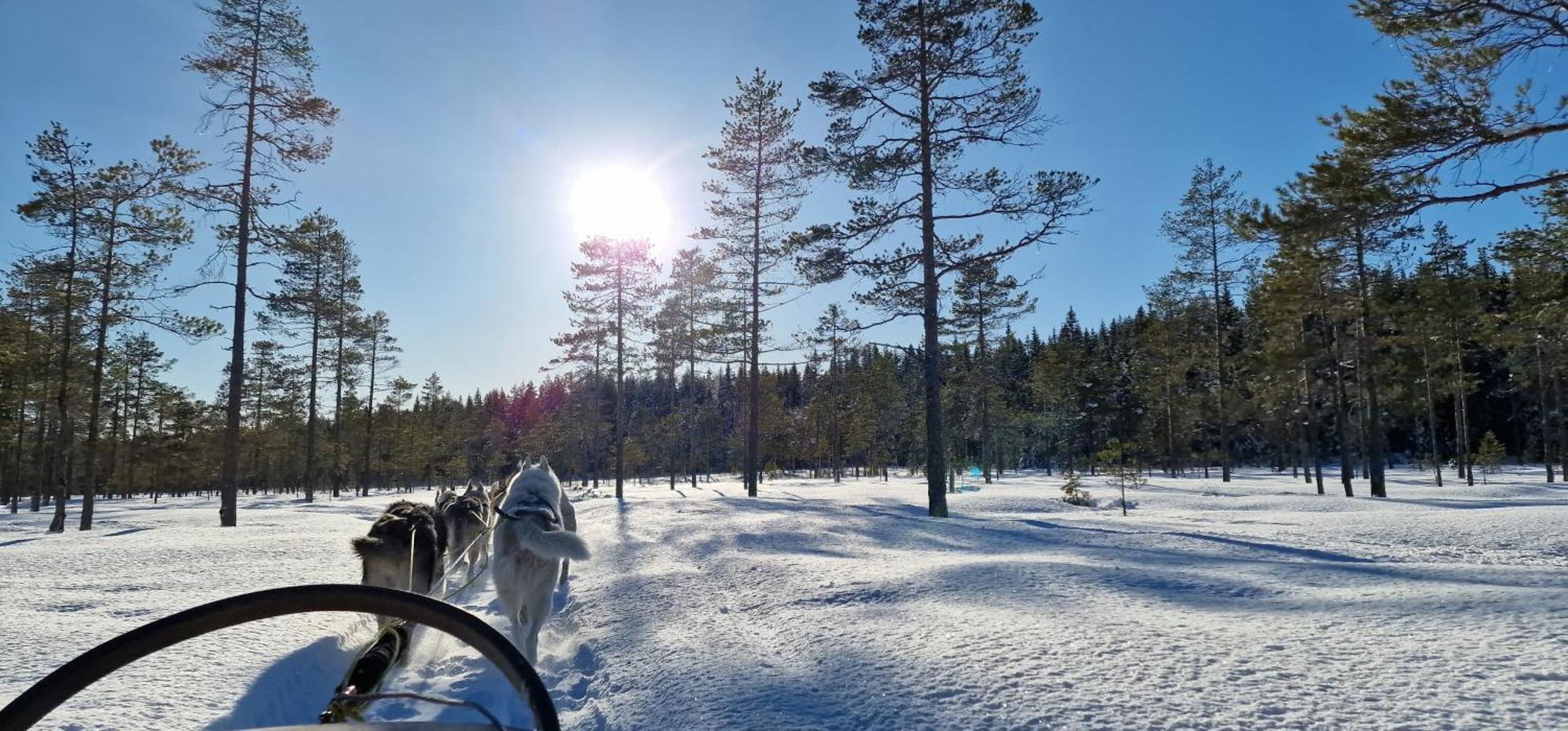 Nygard Cabins - Brandnew, Fully Equipped Home In Nature Sunne Exteriör bild